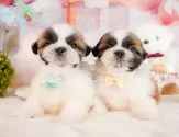 シーズー【静岡県・男の子・2025年3月4日・ホワイト&ゴールド】の写真9「きょうだいちゃんです💛」