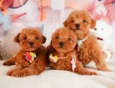 トイプードル(トイ)【静岡県・女の子・2025年3月3日・レッド】の写真10「きょうだいちゃんです💛」