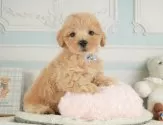 マルプー(マルチーズ×トイプードル)【静岡県・男の子・2025年7月29日・アプリコット】の写真11「🐶複数頭見学もOK🐶一回の見学で兄弟や他のワンちゃんも見学できます🎶」
