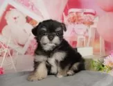 チワマル(マルチーズ×チワワ)【静岡県・男の子・2025年7月8日・ブラックタン&ホワイト】の写真10「🐶複数頭見学もOK🐶一回の見学で兄弟や他のワンちゃんも見学できます🎶」