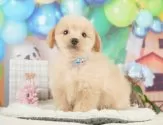 ポメプー(ポメラニアン×トイプードル)【静岡県・男の子・2025年5月23日・クリーム】の写真9「敷地内に駐車可能スペースがあります。お車でお越し頂いても大丈夫です！🚙」