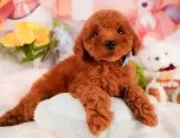 トイプードル(トイ)【静岡県・女の子・2025年3月22日・レッド】の写真10「🐶複数頭見学もOK🐶一回の見学で兄弟や他のワンちゃんも見学できます🎶」