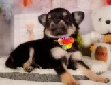 チワワ(ロング)【静岡県・男の子・2025年3月24日・ブラック&タン】の写真10「🐶複数頭見学もOK🐶一回の見学で兄弟や他のワンちゃんも見学できます🎶」