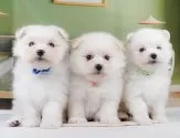 ポメマル(マルチーズ×ポメラニアン)【静岡県・男の子・2025年4月22日・クリーム】の写真11「きょうだいちゃんです💛」