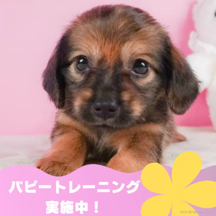 ID：2407-04297の子犬