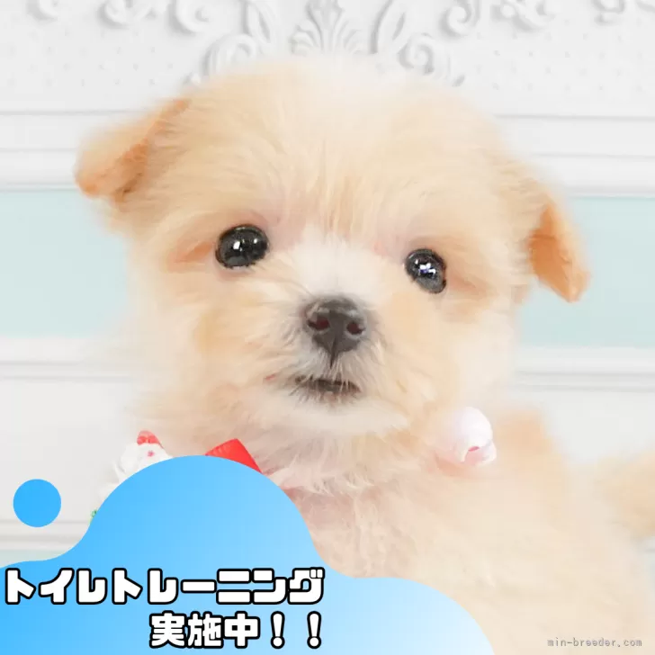 ID:2410-00421の子犬