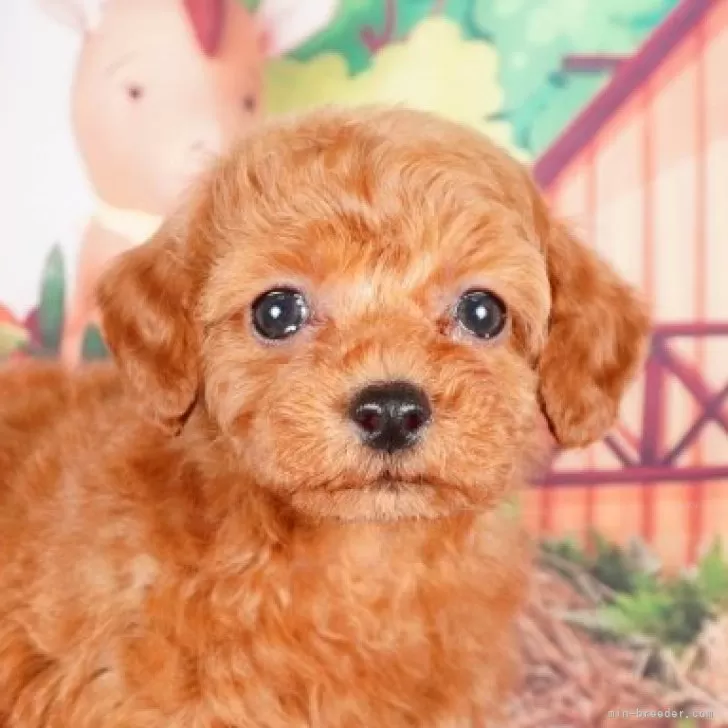 ID:2403-06299の子犬