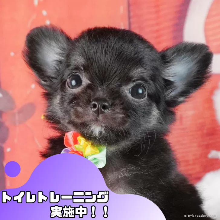 ID:2410-02661の子犬