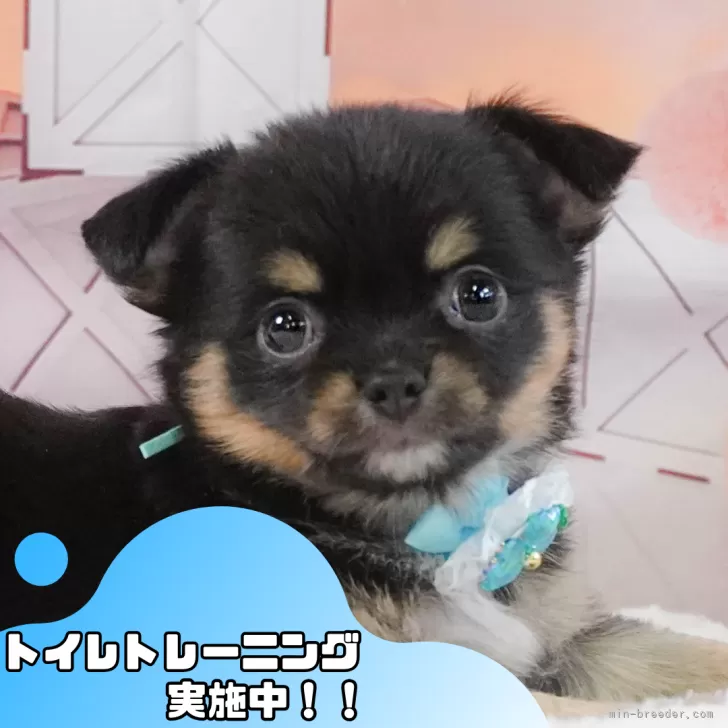 ID:2410-00420の子犬