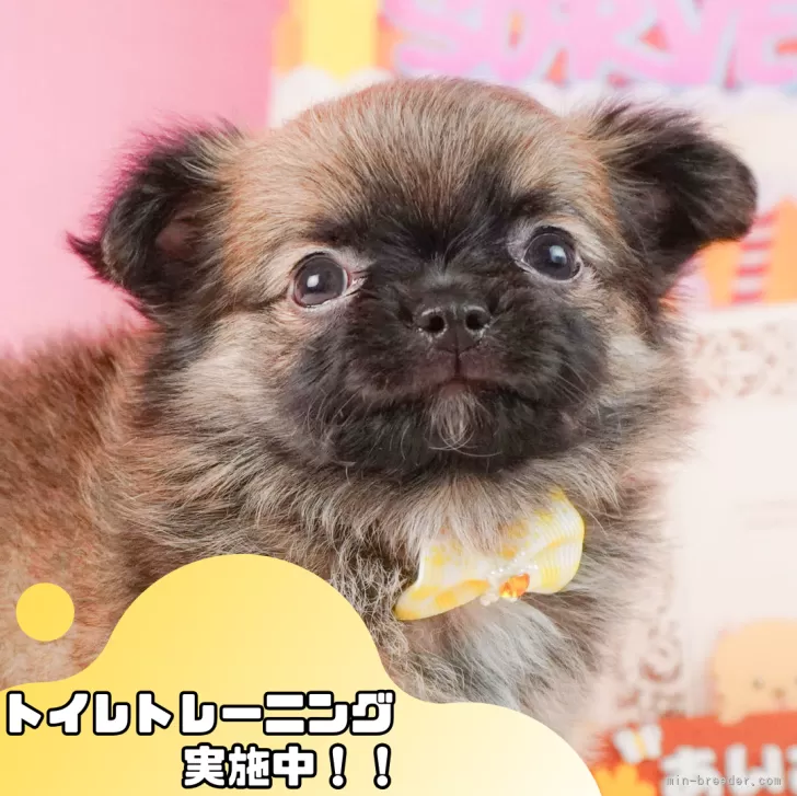ID：2409-03118の子犬