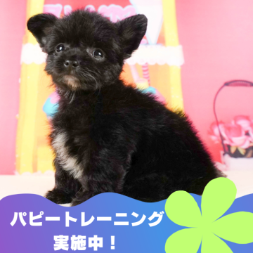 チワプー(チワワ×トイプードル)【静岡県・男の子・2024年4月22日・ブラック&ホワイト】の写真「🐶パピートレーニング実施中💓」
