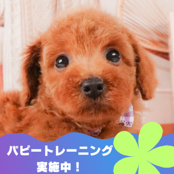 トイプードル(トイ)【静岡県・男の子・2024年7月9日・レッド】の写真「11/16(土)触れ合いしつけ相談会開催🎉」