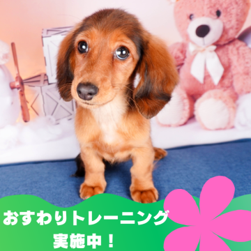 ミニチュアダックスフンド(ロング)【静岡県・女の子・2024年1月4日・シェーデッドレッド】の写真「🐶おすわりトレーニング中🐶」