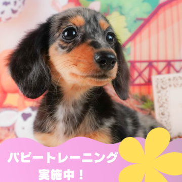 ミニチュアダックスフンド(ロング)【静岡県・女の子・2024年6月13日・シルバーダップル】の写真「🐶トイレトレーニング実施中！！　」