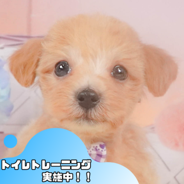 マルプー(マルチーズ×トイプードル)【静岡県・男の子・2024年9月8日・アプリコット】の写真「🐶12/8(日)ワンちゃんの見学会追加開催🎉」