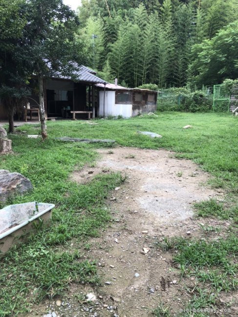 川井　祐二(かわい　ゆうじ)ブリーダー(福岡県・アメリカンピットブルテリアなど・KC登録)の紹介写真2