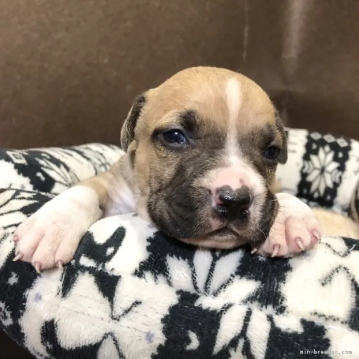 ID：2304-02966の子犬