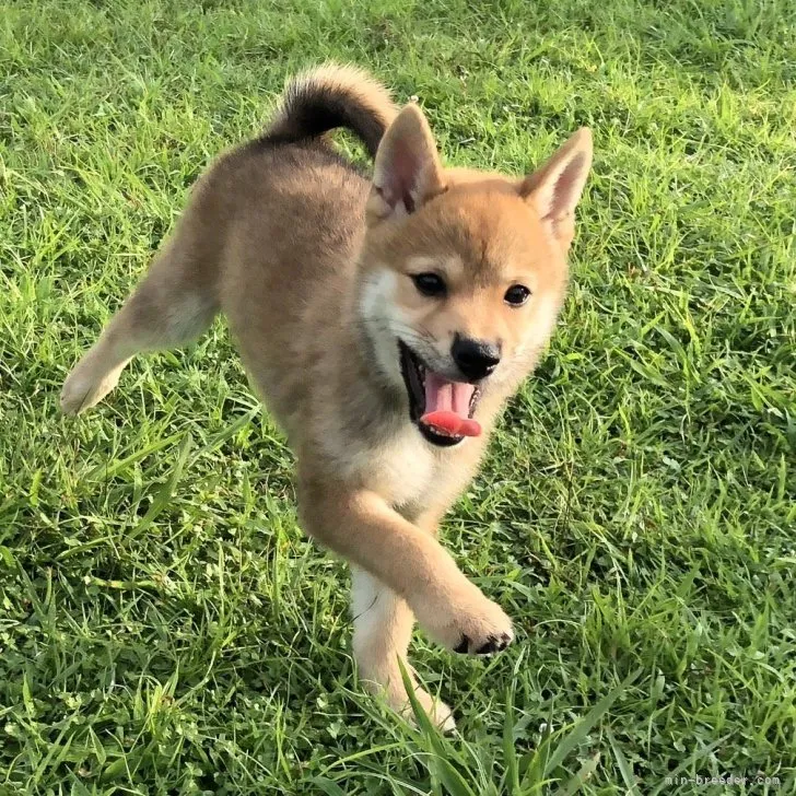 ID：2306-03738の子犬