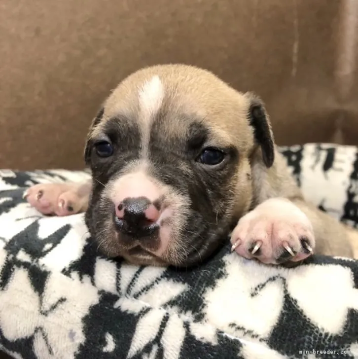 ID:2304-02967の子犬