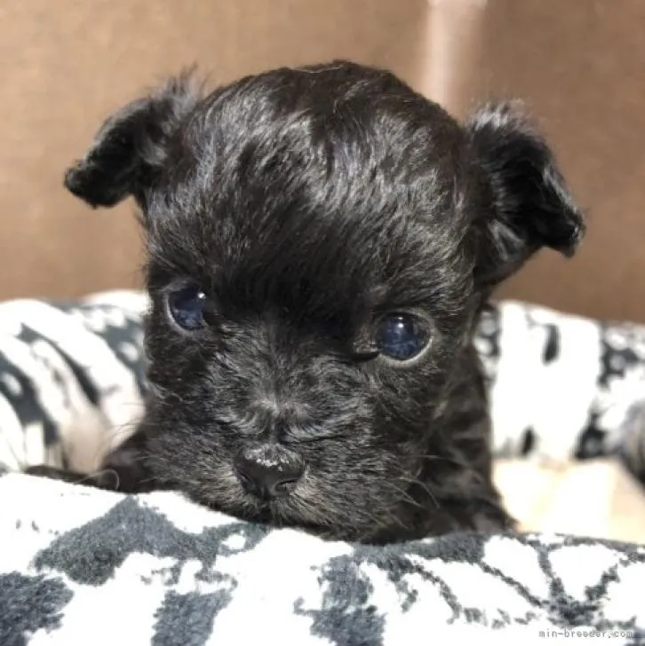 ID：2210-04767の子犬