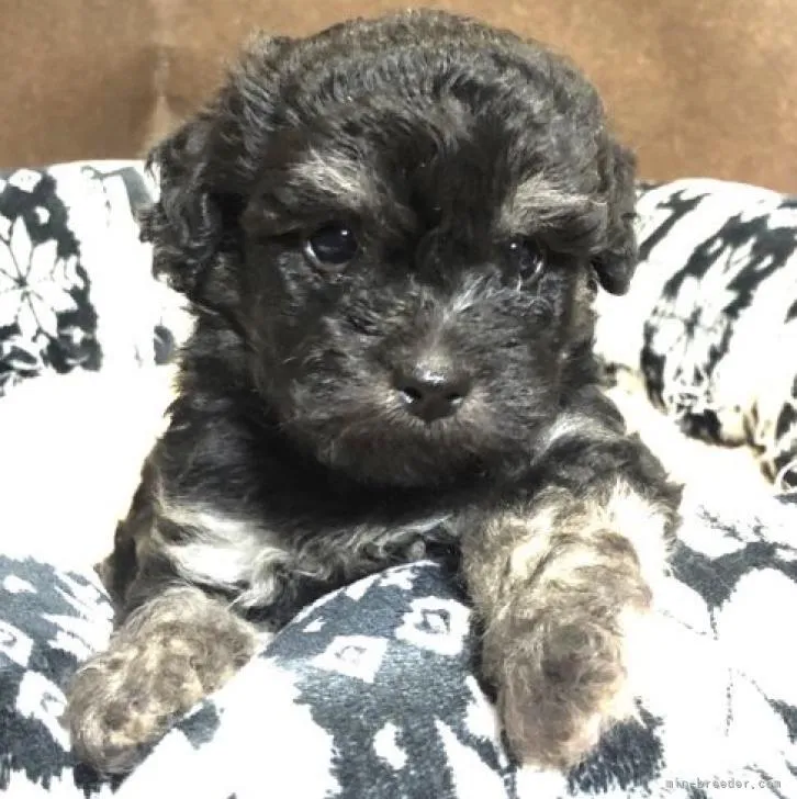 ビーママ 様のお迎えした子犬