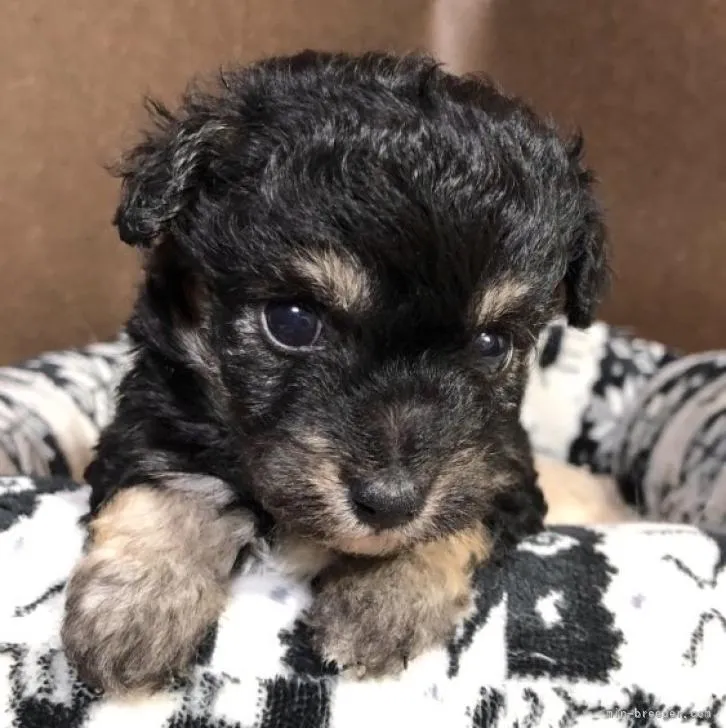 ID：2210-04766の子犬