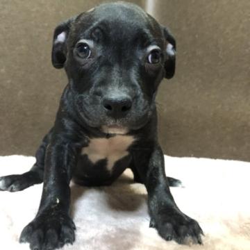 アメリカンピットブルテリア【福岡県・女の子・2022年7月6日・ブラック】の写真「可愛い女の子」