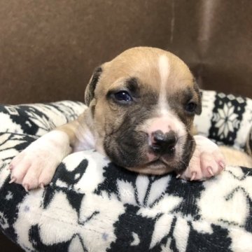 アメリカンピットブルテリア【福岡県・女の子・2023年3月15日・ブルーフォーン】の写真「かわいい女の子」