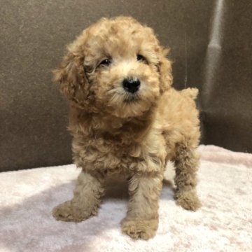 トイプードル(トイ)【福岡県・男の子・2023年2月22日・レッド】の写真「元気な男の子」