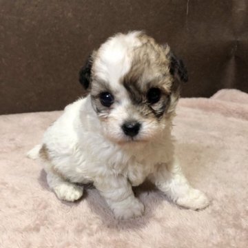 ミックス(トイプードル×チワワ)【福岡県・男の子・2023年2月20日・パーティ】の写真「くるんとしたお目め」