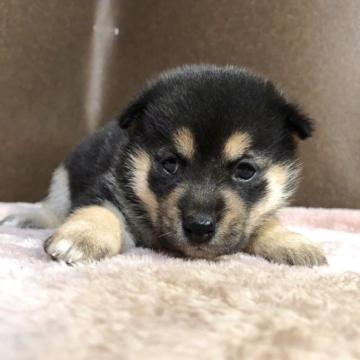 柴犬(豆柴)【福岡県・女の子・2022年9月22日・ブラック】の写真「両親は豆柴認定されています」