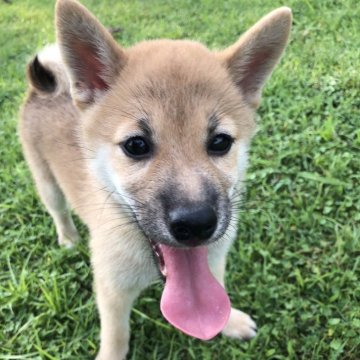 柴犬(豆柴)【福岡県・女の子・2023年5月14日・赤】の写真「両親は豆柴に認定されています」