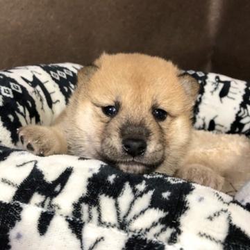 柴犬(豆柴)【福岡県・男の子・2022年9月22日・レッド】の写真「両親は豆柴認定されています」