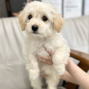 ミックス(トイプードル×チワワ)【福岡県・男の子・2023年2月20日・クリーム】の写真「キュートなお顔」