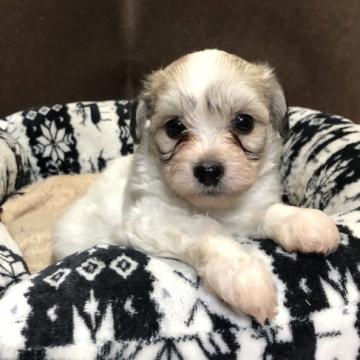 ミックス(トイプードル×チワワ)【福岡県・男の子・2022年7月27日・ホワイト&ゴールド】の写真「元気な男の子」