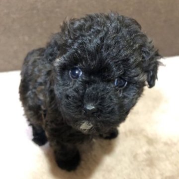 トイプードル(トイ)【福岡県・女の子・2022年12月29日・ブリンドル】の写真「かわいい女の子」