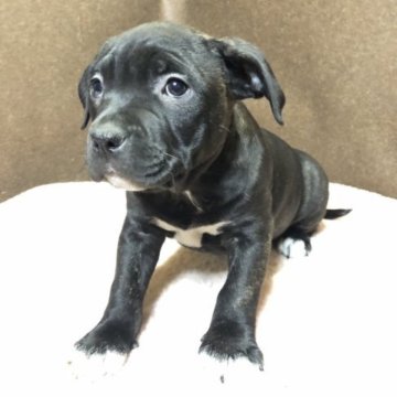 アメリカンピットブルテリア【福岡県・女の子・2022年11月15日・ブラックブリンドル】の写真「かわいい女の子」