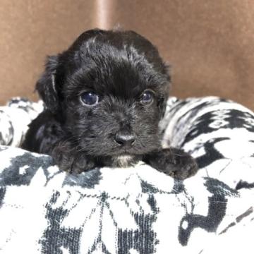 ミックス(トイプードル×チワワ)【福岡県・男の子・2022年9月25日・ブラック】の写真「元気な男の子」