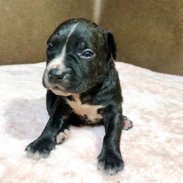 アメリカンピットブルテリア【福岡県・男の子・2022年7月6日・ブラック】の写真「小ぶり イケメン男子」