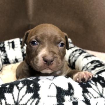 アメリカンピットブルテリア【福岡県・男の子・2022年11月15日・チョコレート】の写真「元気な男の子」