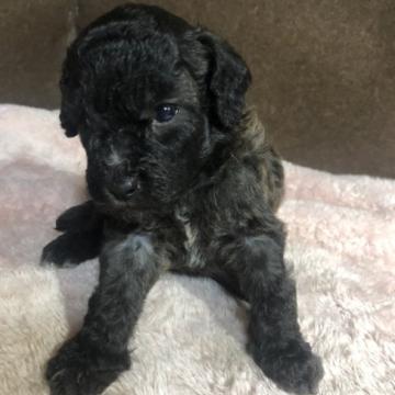 トイプードル(トイ)【福岡県・女の子・2022年7月2日・ブラック】の写真「イケメンな女の子」