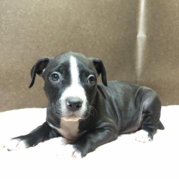 アメリカンピットブルテリア【福岡県・女の子・2022年7月6日・ブラック】の写真「可愛い女の子」