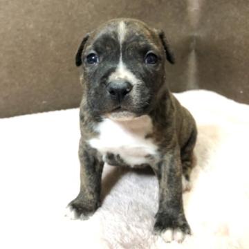 アメリカンピットブルテリア【福岡県・女の子・2022年11月15日・ブリンドル】の写真「かわいい女の子」