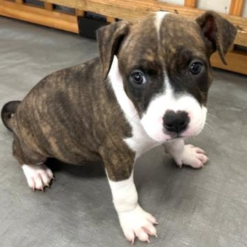 アメリカンピットブルテリア【福岡県・女の子・2022年7月7日・ブリンドル】の写真「可愛いく賢い女の子」