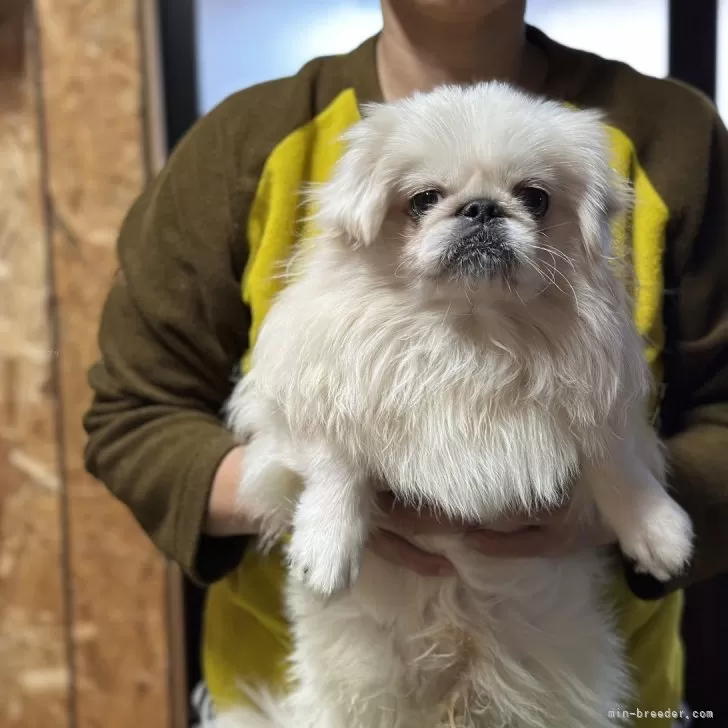 ID:2404-00829の子犬