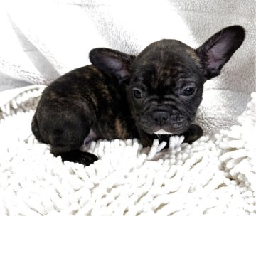 フレンチブルドッグ【三重県・男の子・2025年10月20日・ブリンドル】の写真「ムッチリボディの男の子♪」