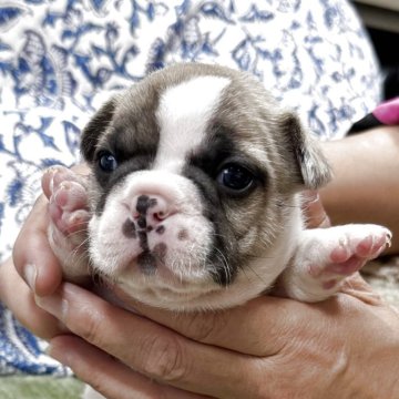 フレンチブルドッグ【三重県・女の子・2025年10月20日・パイド】の写真「ムッチリボディの女の子♪」