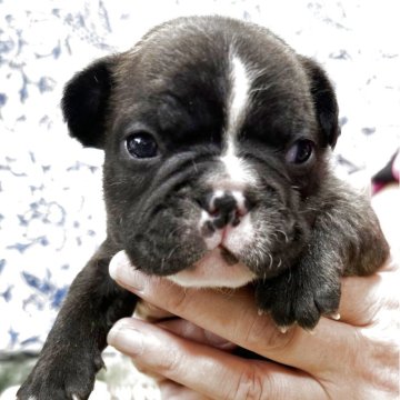 フレンチブルドッグ【三重県・男の子・2025年10月20日・ブリンドルホワイト】の写真「ムッチリボディの男の子♪」