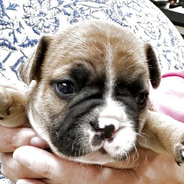 フレンチブルドッグ【三重県・男の子・2025年10月20日・フォーンホワイト】の写真「ムッチリボディの男の子♪」