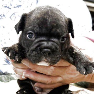 フレンチブルドッグ【三重県・男の子・2025年10月20日・ブリンドル】の写真「ムッチリボディの男の子♪」